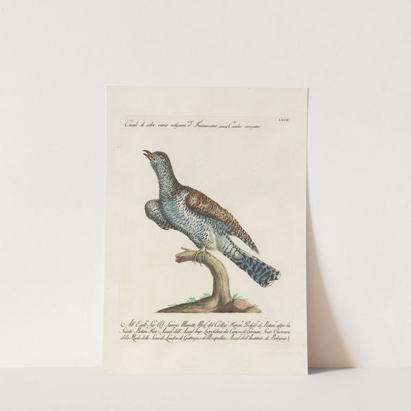 Ornithologia methodice digesta Pl.069 by Saverio Manetti