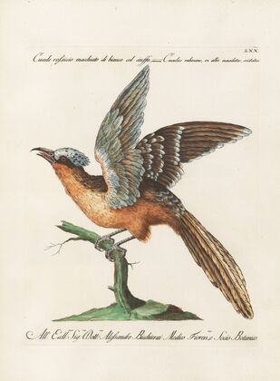 Ornithologia methodice digesta Pl.070