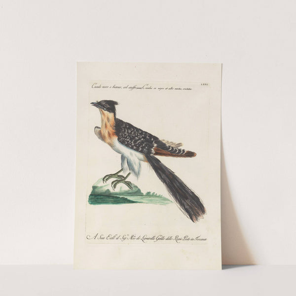 Ornithologia methodice digesta Pl.071 by Saverio Manetti