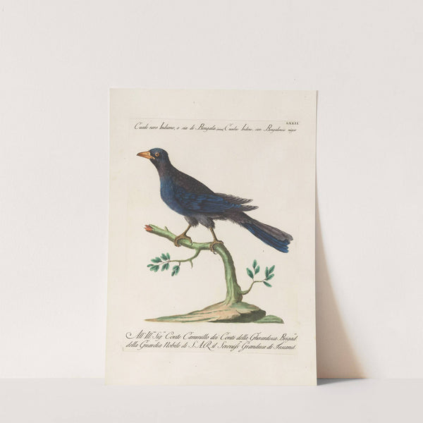 Ornithologia methodice digesta Pl.072 by Saverio Manetti