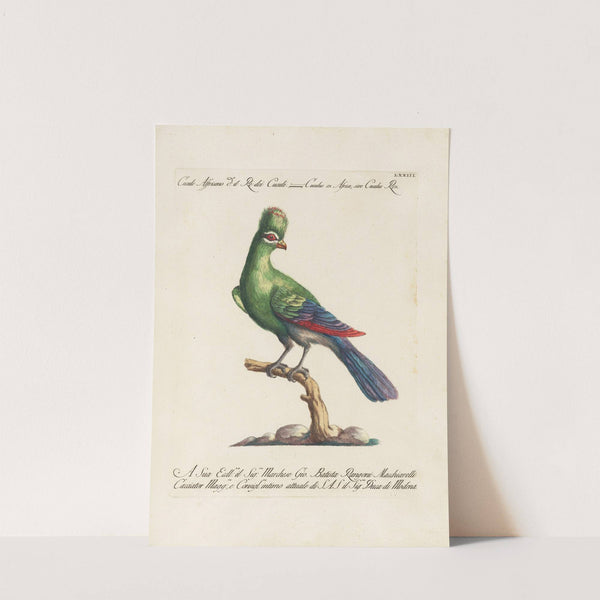 Ornithologia methodice digesta Pl.073 by Saverio Manetti