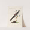Ornithologia methodice digesta Pl.074 by Saverio Manetti