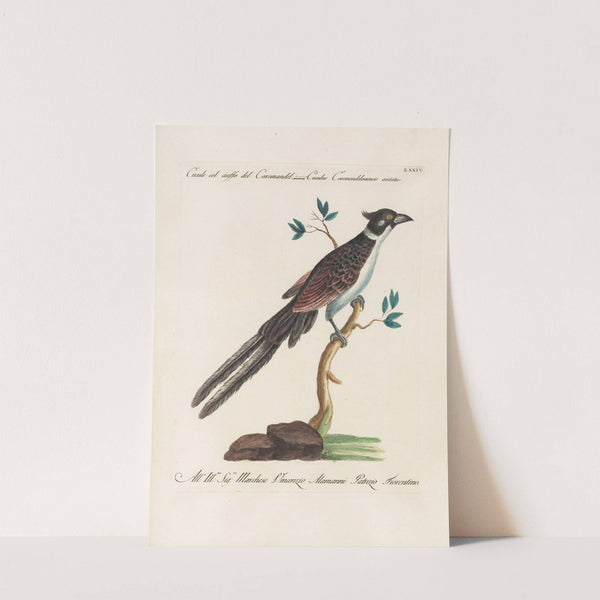 Ornithologia methodice digesta Pl.074 by Saverio Manetti