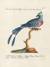 Ornithologia methodice digesta Pl.075