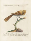 Ornithologia methodice digesta Pl.076