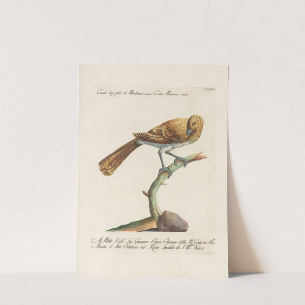 Ornithologia methodice digesta Pl.076 by Saverio Manetti