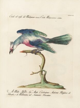 Ornithologia methodice digesta Pl.077