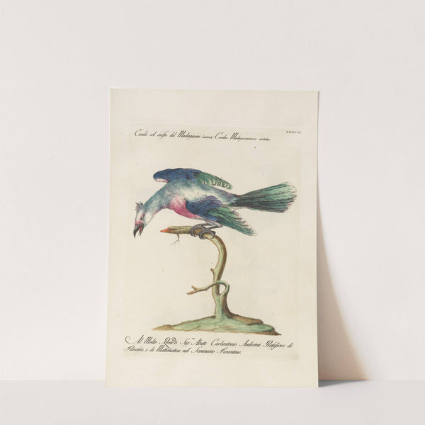 Ornithologia methodice digesta Pl.077 by Saverio Manetti