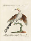 Ornithologia methodice digesta Pl.079
