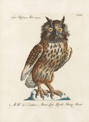 Ornithologia methodice digesta Pl.081