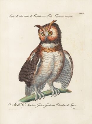 Ornithologia methodice digesta Pl.084