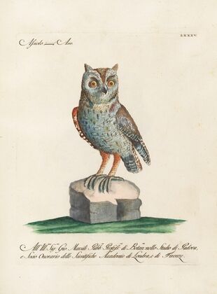 Ornithologia methodice digesta Pl.085
