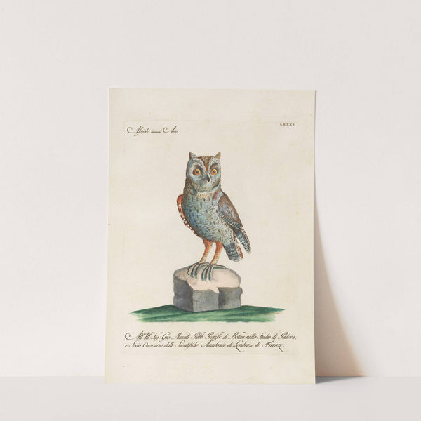 Ornithologia methodice digesta Pl.085 by Saverio Manetti