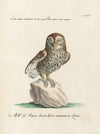 Ornithologia methodice digesta Pl.086