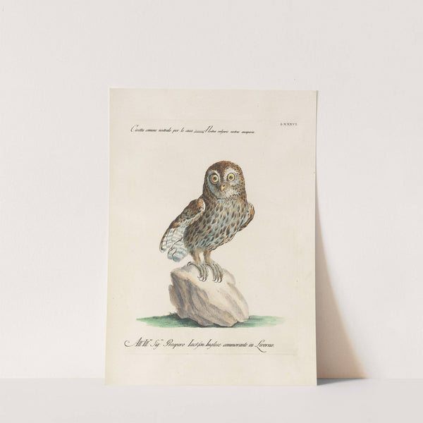 Ornithologia methodice digesta Pl.086 by Saverio Manetti