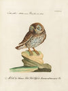 Ornithologia methodice digesta Pl.087