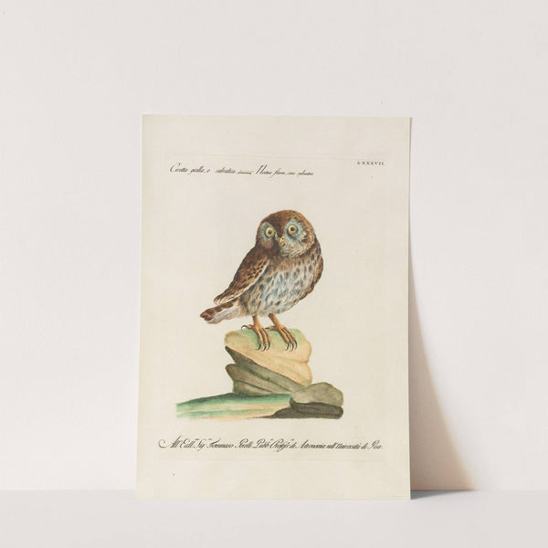 Ornithologia methodice digesta Pl.087 by Saverio Manetti