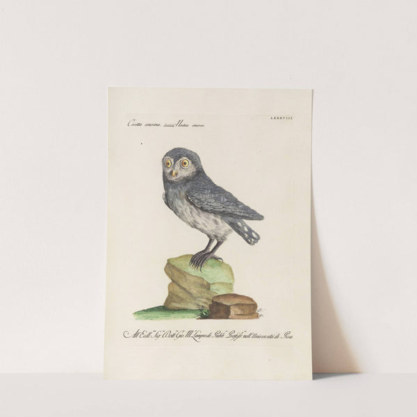 Ornithologia methodice digesta Pl.088 by Saverio Manetti