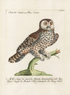Ornithologia methodice digesta Pl.090