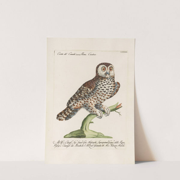 Ornithologia methodice digesta Pl.090 by Saverio Manetti