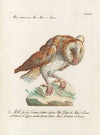 Ornithologia methodice digesta Pl.091