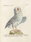 Ornithologia methodice digesta Pl.092