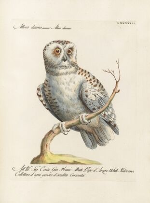 Ornithologia methodice digesta Pl.093
