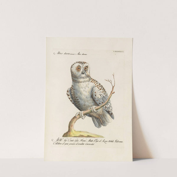 Ornithologia methodice digesta Pl.093 by Saverio Manetti