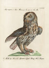 Ornithologia methodice digesta Pl.094
