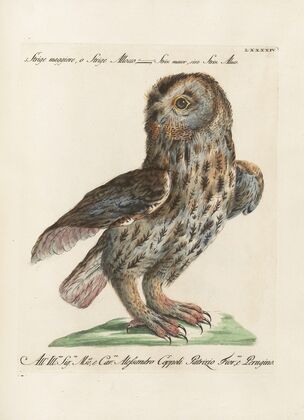 Ornithologia methodice digesta Pl.094