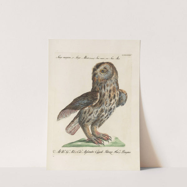 Ornithologia methodice digesta Pl.094 by Saverio Manetti