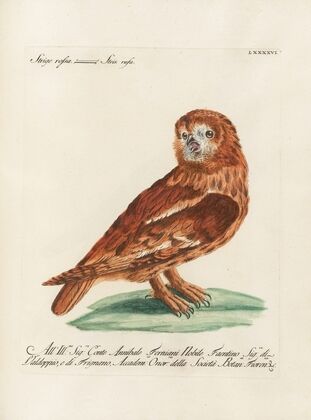 Ornithologia methodice digesta Pl.096