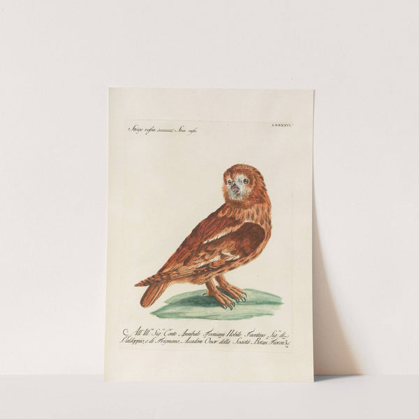 Ornithologia methodice digesta Pl.096 by Saverio Manetti