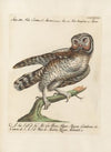 Ornithologia methodice digesta Pl.098