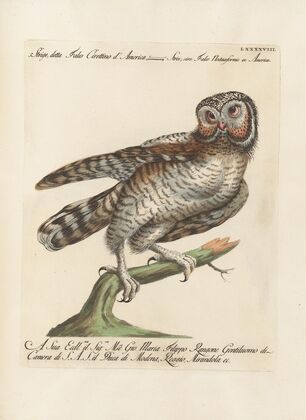 Ornithologia methodice digesta Pl.098