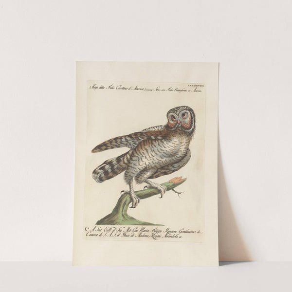 Ornithologia methodice digesta Pl.098 by Saverio Manetti