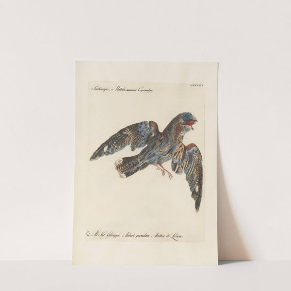 Ornithologia methodice digesta Pl.099 by Saverio Manetti