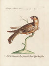 Ornithologia methodice digesta Pl.100