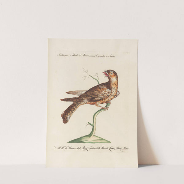 Ornithologia methodice digesta Pl.100 by Saverio Manetti