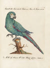 Ornithologia methodice digesta Pl.101