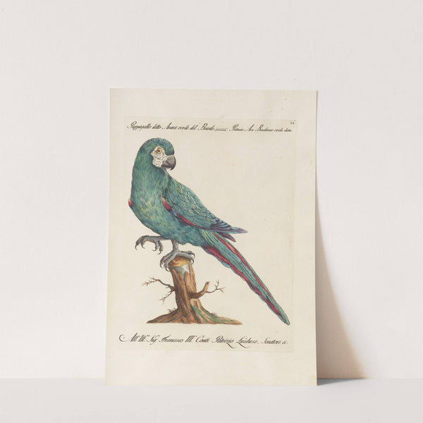 Ornithologia methodice digesta Pl.101 by Saverio Manetti