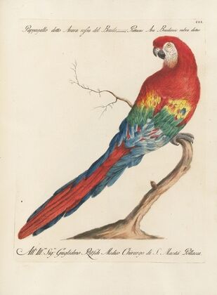 Ornithologia methodice digesta Pl.102