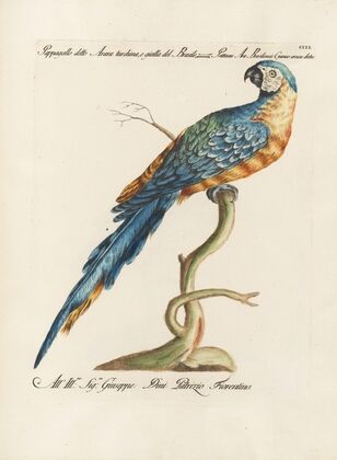 Ornithologia methodice digesta Pl.103