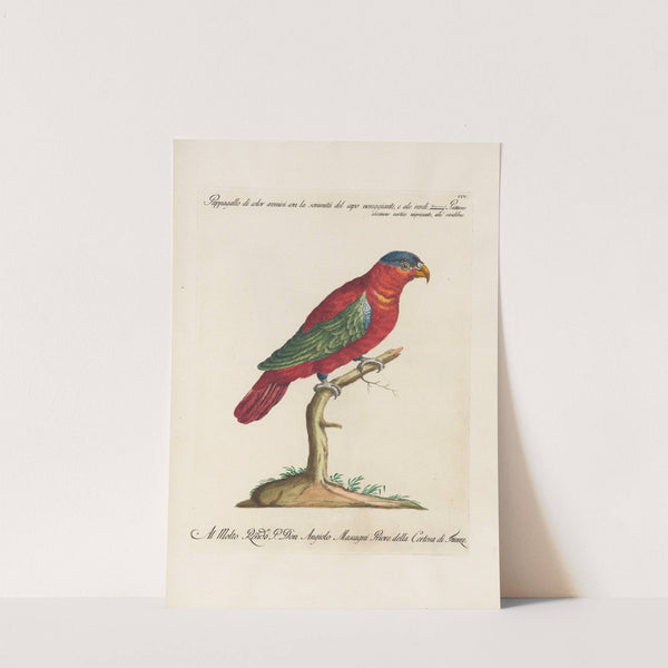 Ornithologia methodice digesta Pl.104 by Saverio Manetti