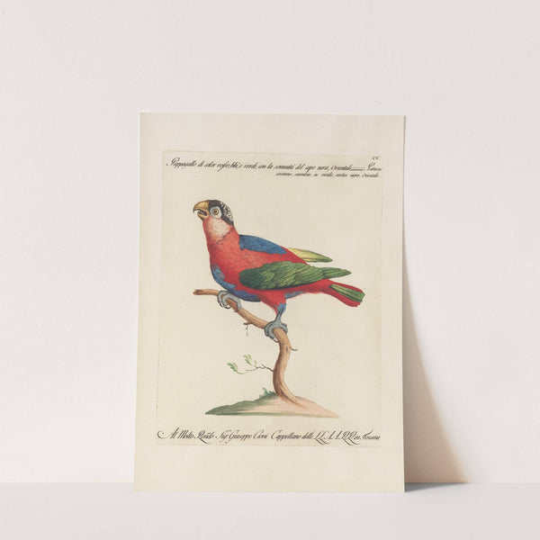 Ornithologia methodice digesta Pl.105 by Saverio Manetti