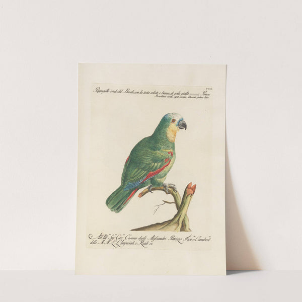 Ornithologia methodice digesta Pl.107 by Saverio Manetti