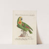 Ornithologia methodice digesta Pl.108 by Saverio Manetti