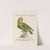 Ornithologia methodice digesta Pl.108 by Saverio Manetti