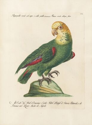 Ornithologia methodice digesta Pl.110