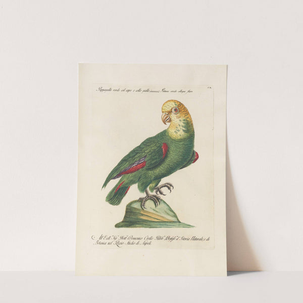 Ornithologia methodice digesta Pl.110 by Saverio Manetti